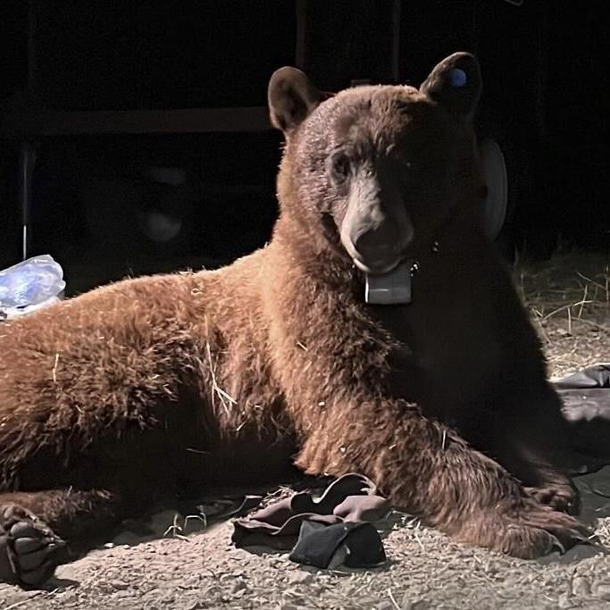 Researchers radio-collar 1st bear in mountains near LA